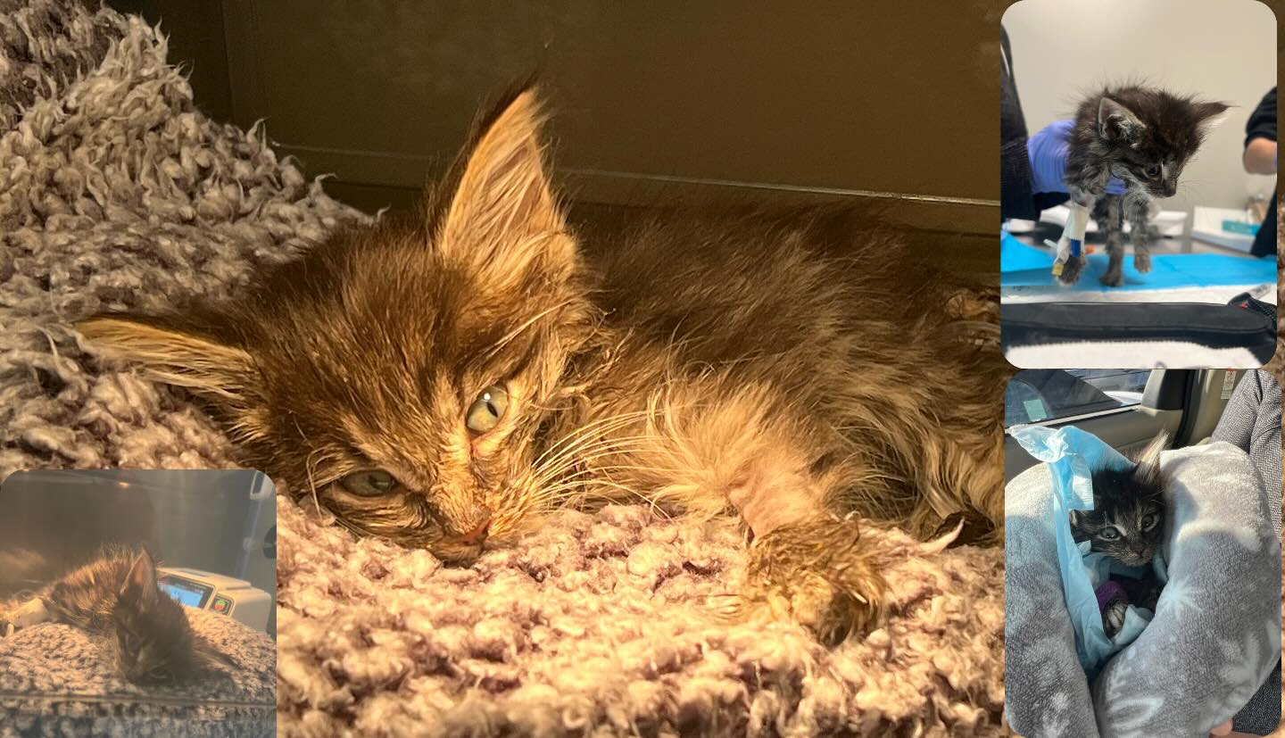 a kitten named hope that was rescued by Redemption Road Rescue Rehab