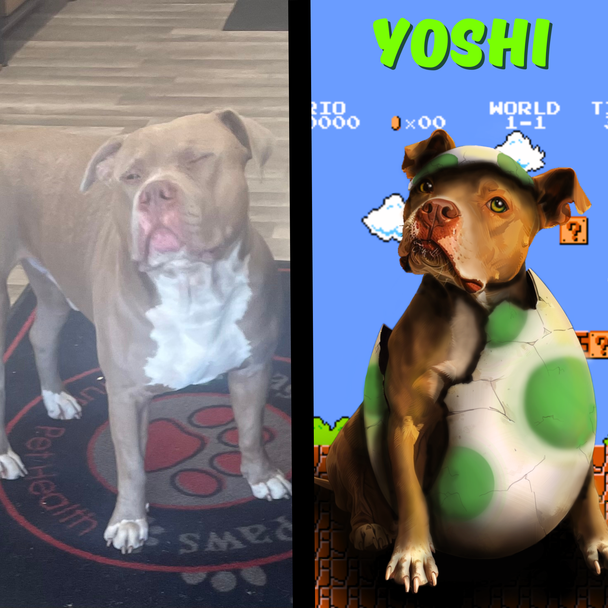 custom pet portrait from a photo for a Pitbull named Yoshi