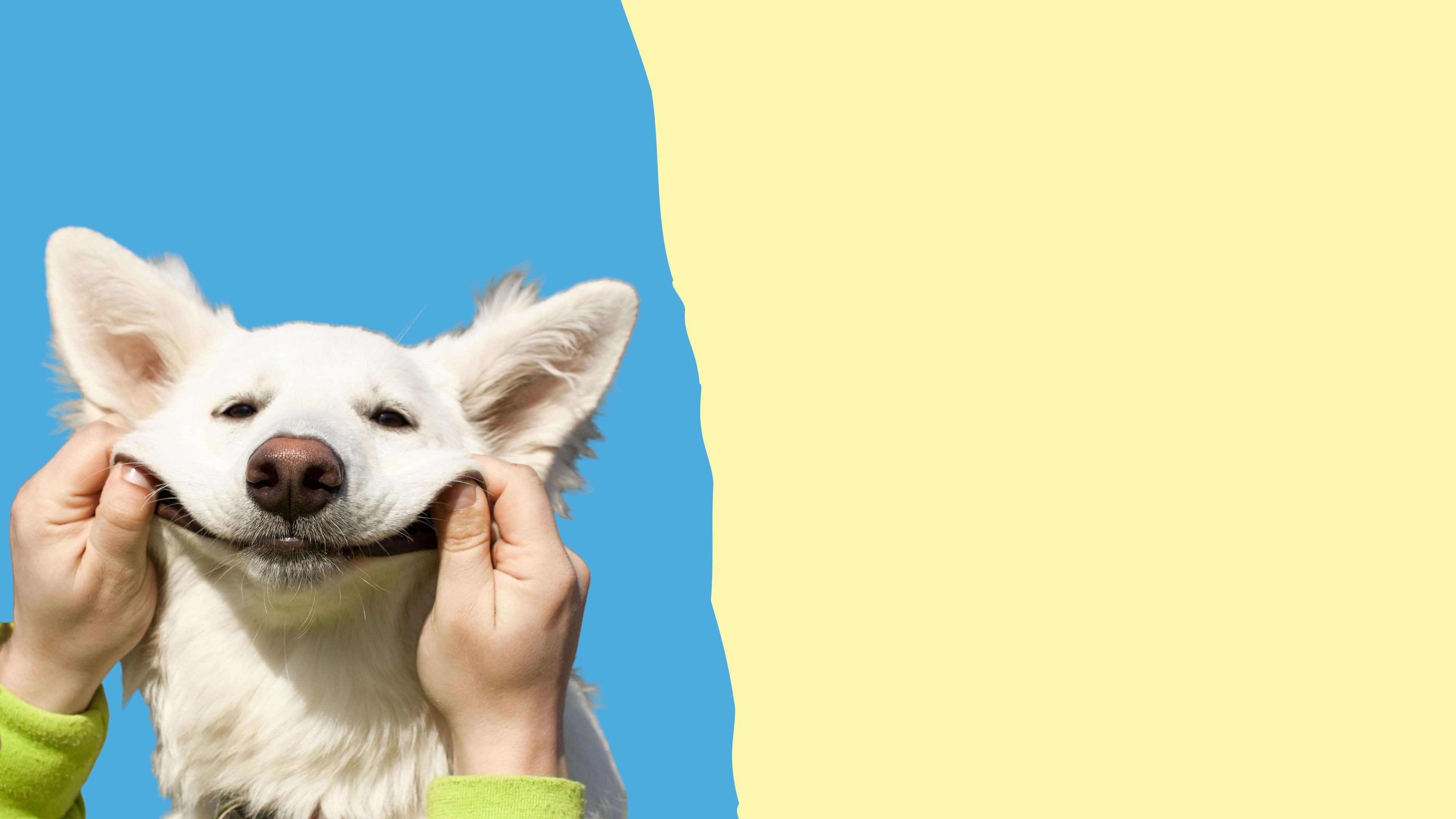 image of a dog smiling because he is getting custom pet artwork