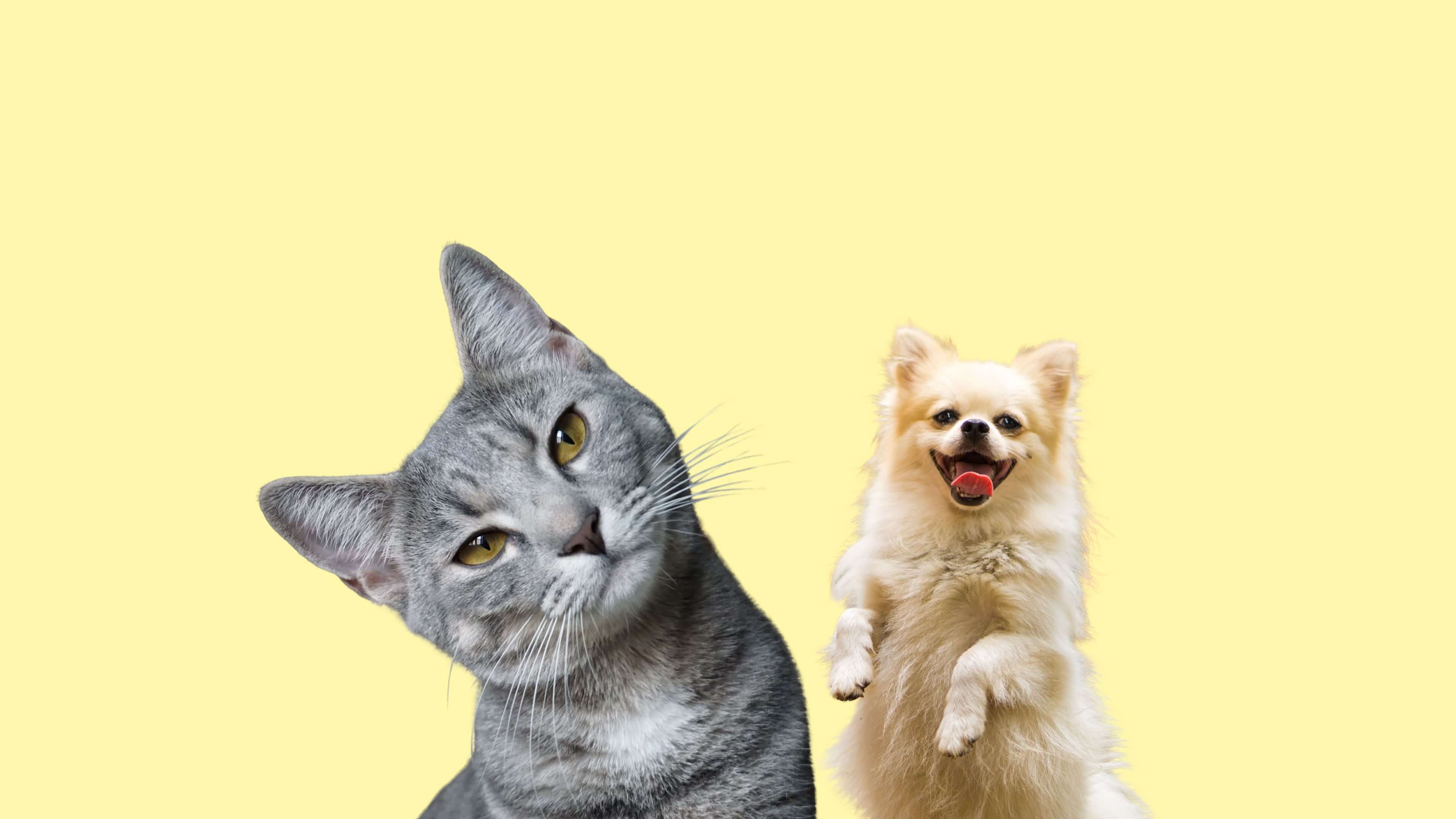 One cat and one dog happily posing for their custom pet artwork from ani-mal's design