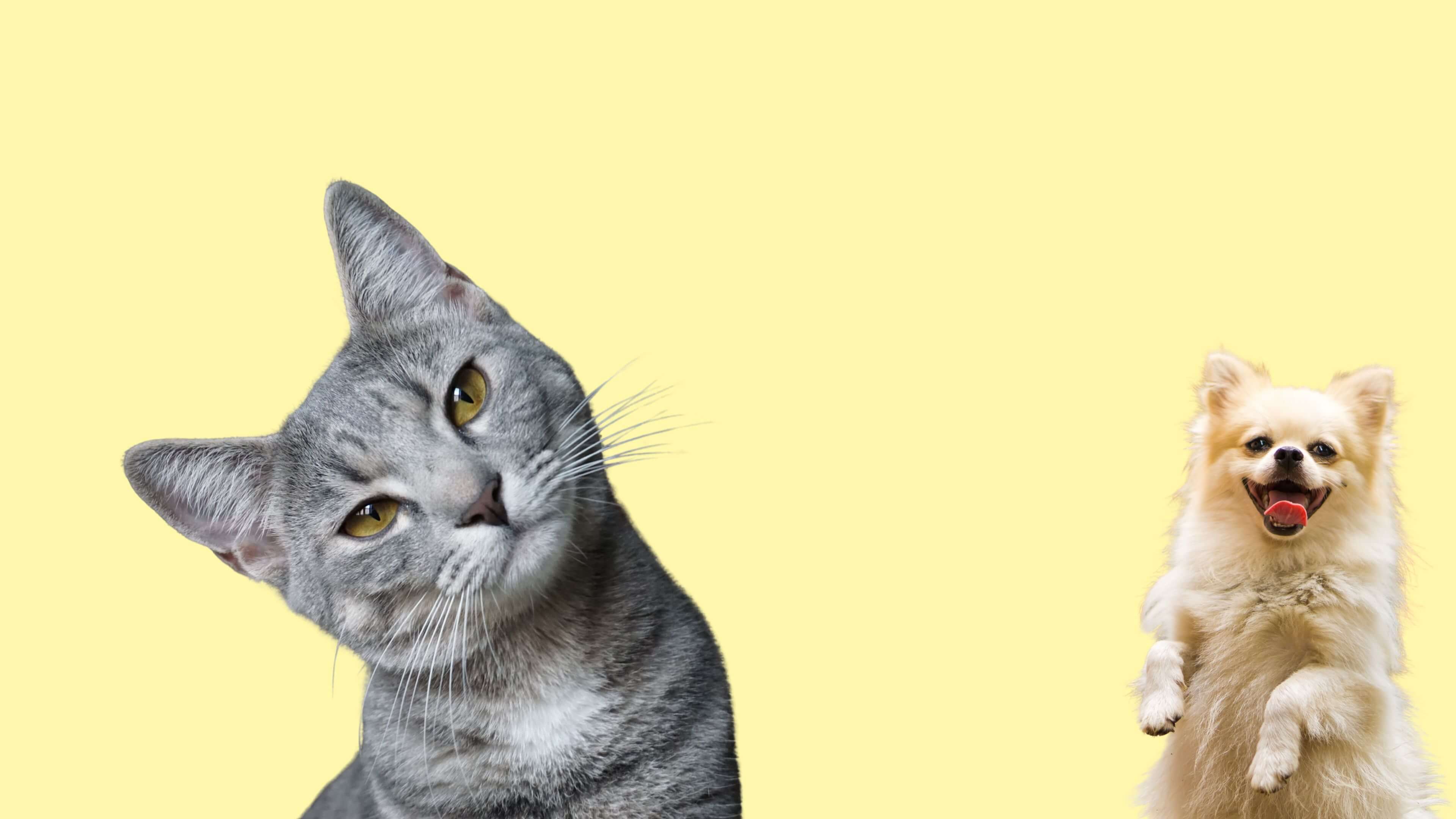 One cat and one dog happily posing for their custom pet artwork from ani-mal's design