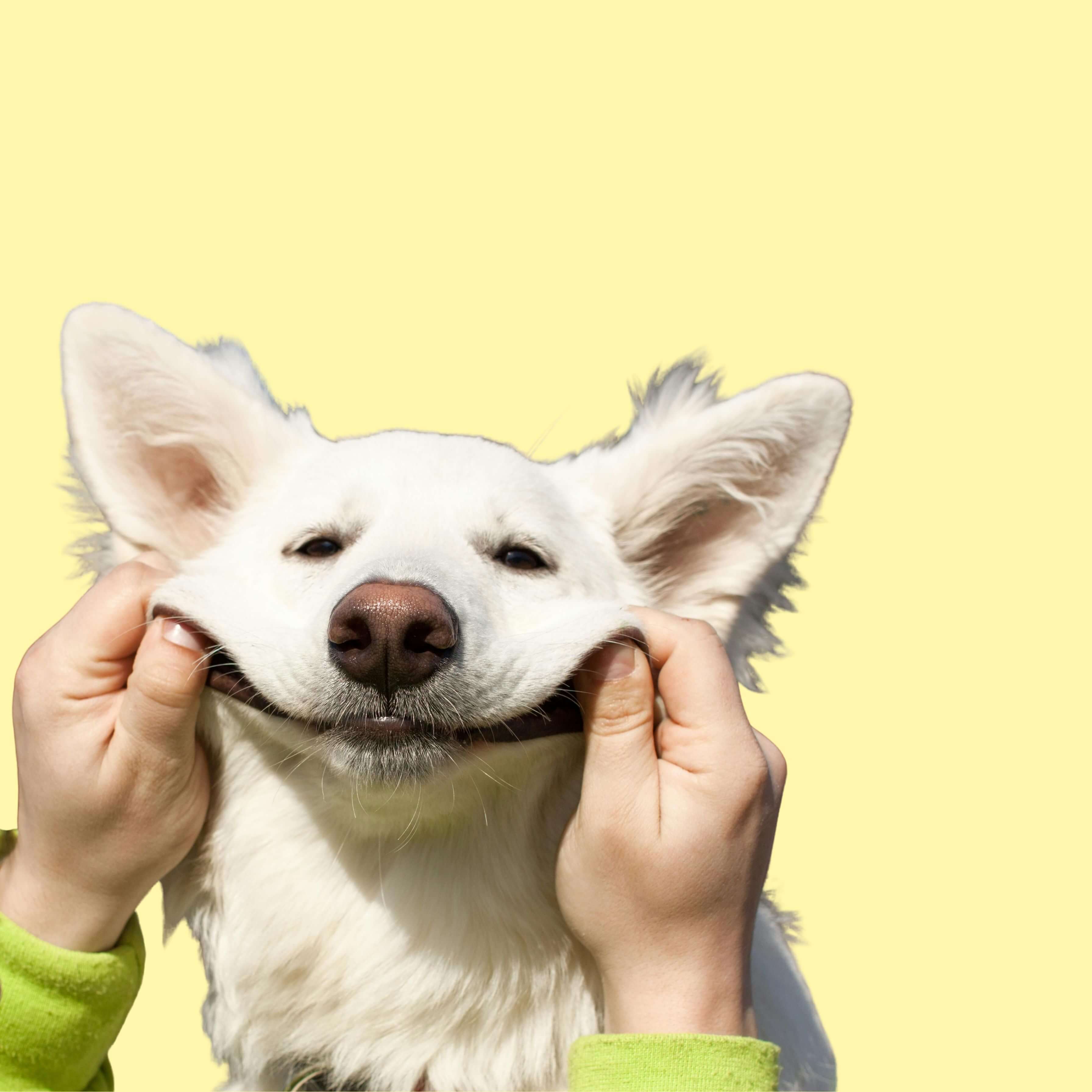image of a dog smiling because he is getting custom pet artwork