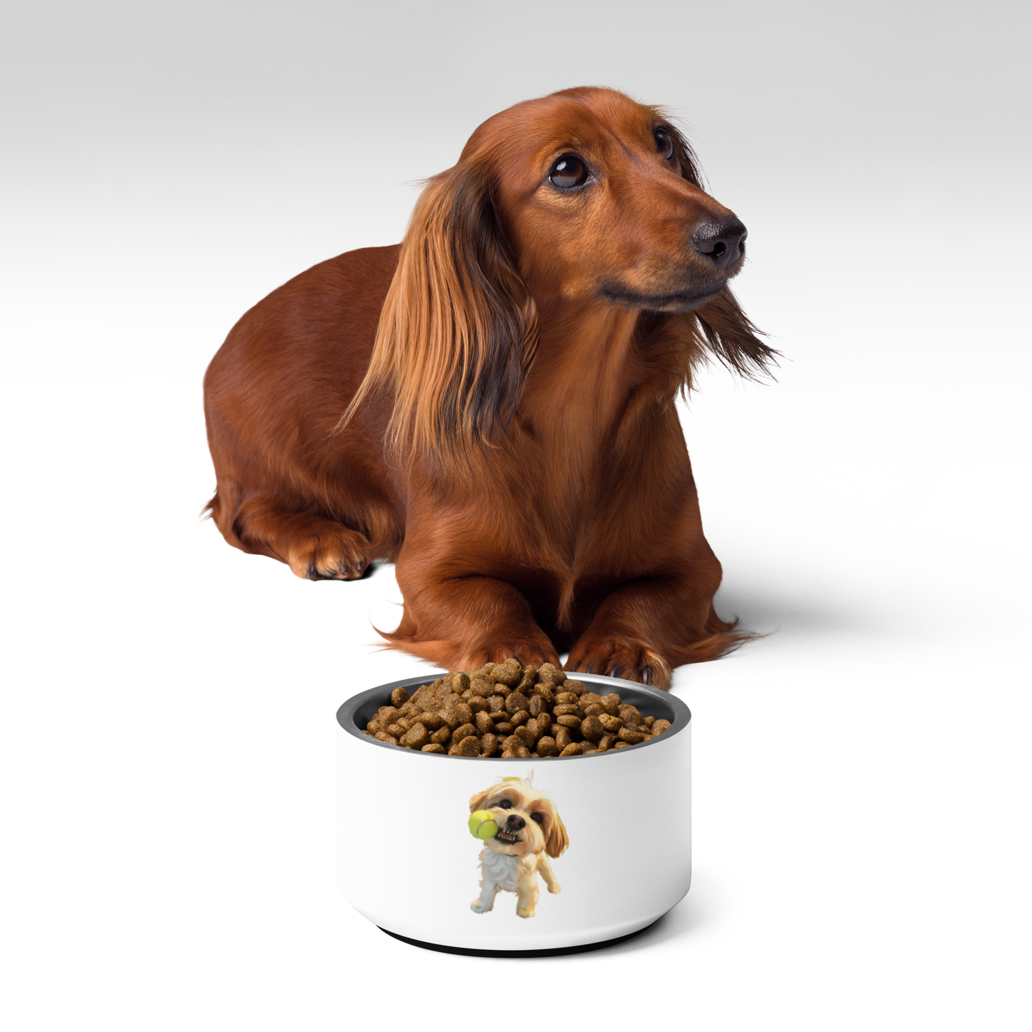 Pet bowl | Marcellus