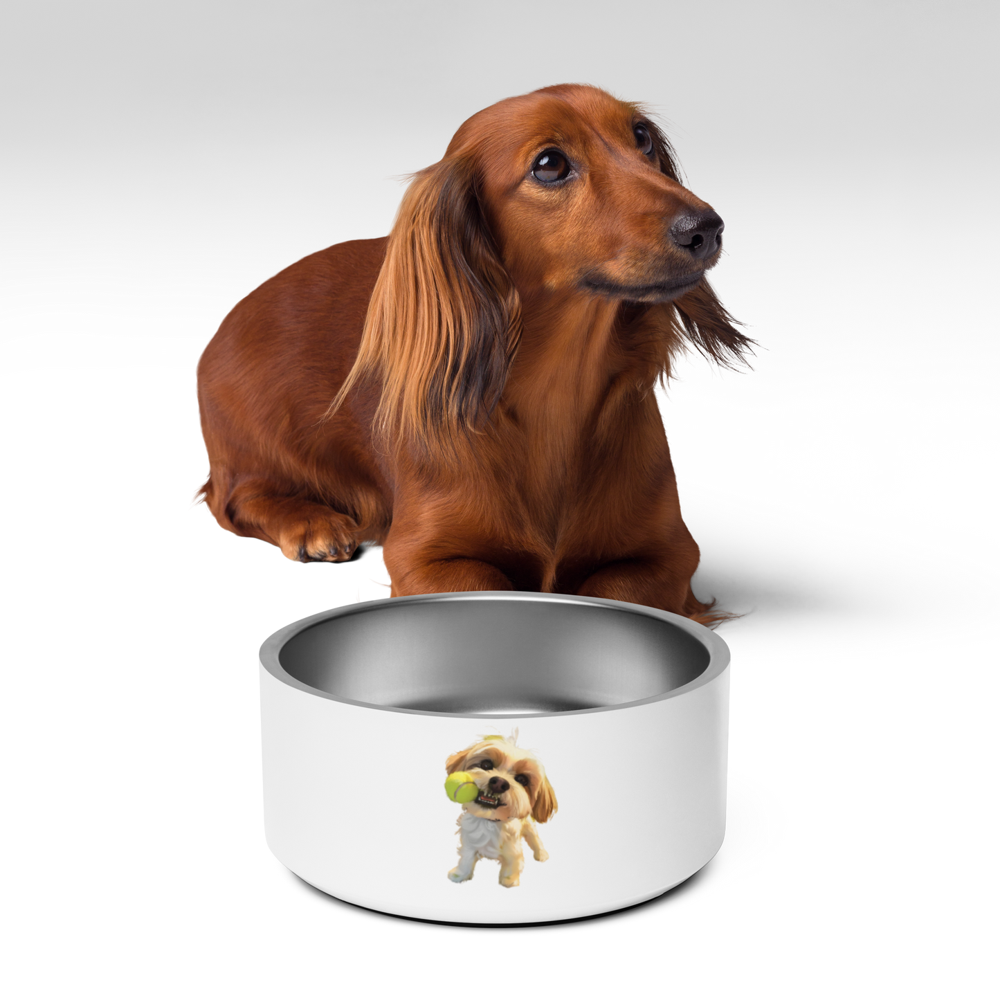 Pet bowl | Marcellus