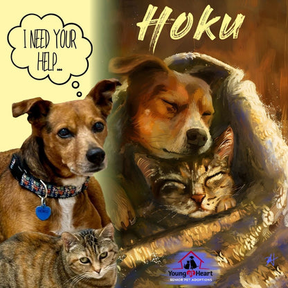 Hoku Printout | Young At Heart Senior Pet Adoptions