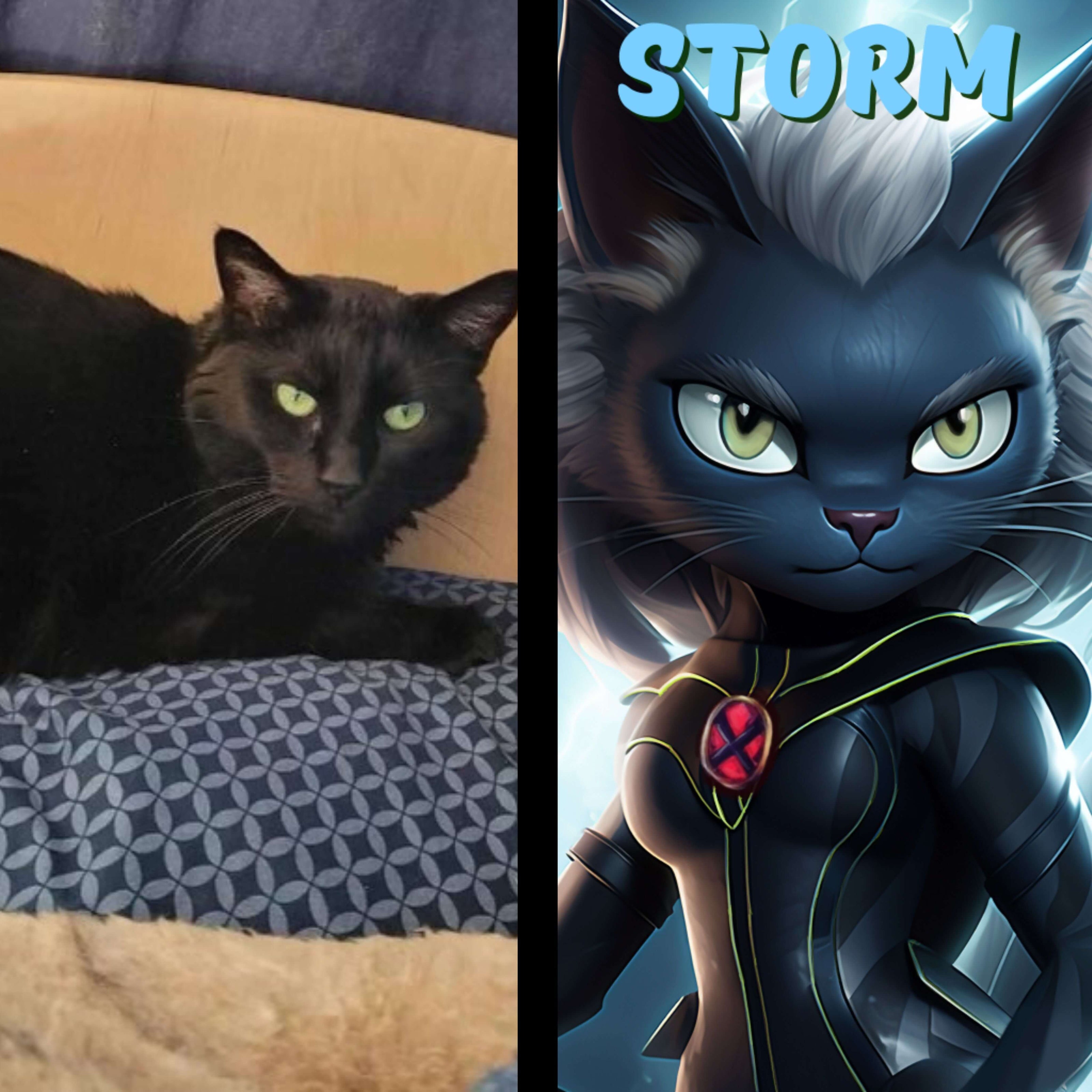 A personalized pet portrait for a black cat named Storm